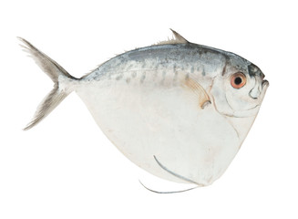 Fresh moonfish isolated on white background