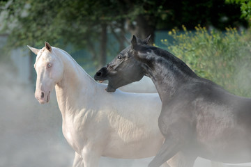 Obraz na płótnie Canvas Two horse fight and play