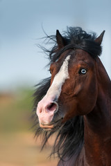 Beautiful bay horse with blue eyes close up portrait in motion