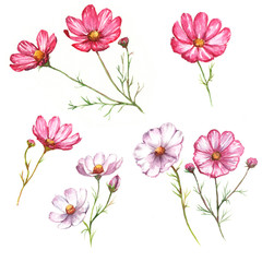 Hand-drawn watercolor isolated pink and white flowers. Tender chamomiles blossom. Spring flowers isolated on the white background