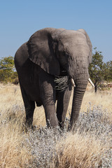 Namibia - Afrikanischer Elefant im Etoscha Nationalpark