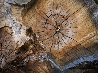 bois matière texture tronc tranche fendu arbre noeud bûcheron