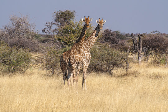 Namibia - Giraffen im Etoscha Nationalpark - Giraffa camelopardalis