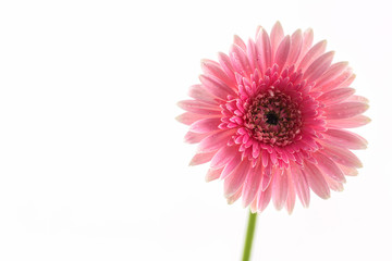 Closeup a pink gerbera daisy flower.