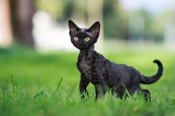 funny black devon rex kitten walking outdoors - obrazy, fototapety, plakaty