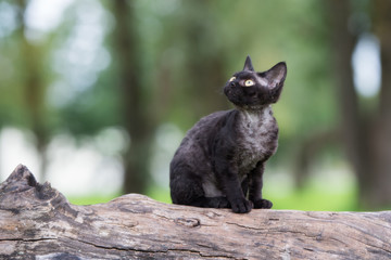 Naklejka na ściany i meble black devon rex kitten outdoors
