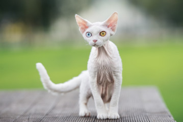 white devon rex cat with different color eyes outdoors