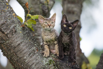 two adorable devon rex kittens on a tree