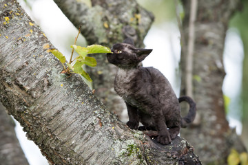 funny kitten sniffing leaves on a tree