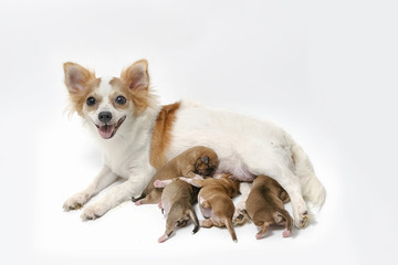 Mother Chihuahua and her puppies