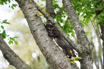 small black kitten climbing a tree