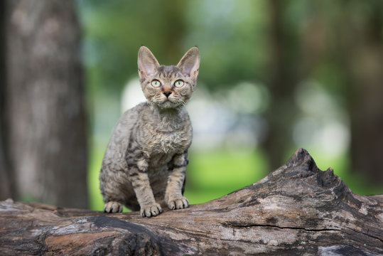 tabby devon rex kitten outdoors