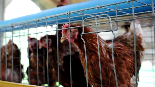 Brown hens in cage