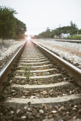 Fototapeta premium a little tree vegetate among the railway.flare effect added. light and flare effect added.filtered image.selective focus