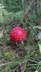 Röd flugsvamp, Fly agaric mushroom, Getåravinen Nature Reserve