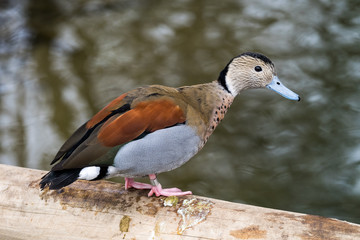 Rotschulterente - Callonetta leucophrys 