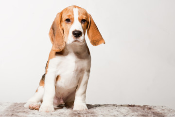 Beagle puppy on a white background in studio