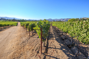 Fototapeta na wymiar Vineyard in Napa Valley, San Francisco Bay Area in northern California, USA.