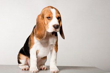 Beagle puppy on a white background in studio