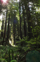 Fototapeta na wymiar Redwoods