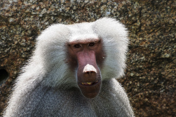 Mantelpavian - Papio hamadryas