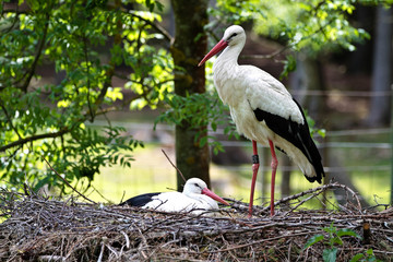 Wei&szlig;storch -  Ciconia ciconia