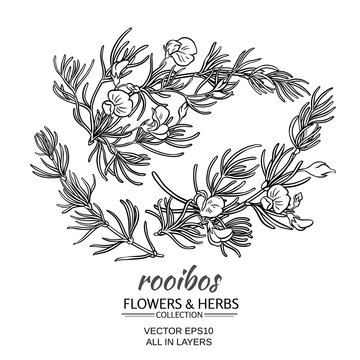 Rooibos Vector Set