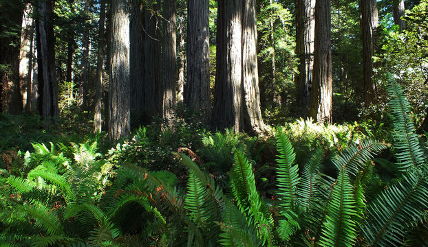 Redwoods