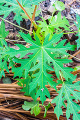 Papaya green leaf background. Raindrop on new green leaf of papaya plant. 