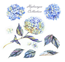 Obraz na płótnie Canvas Hand-drawn illustration of the blue hydrangea flowers. Beautiful summer floral elements collection. Set of the separated flowers, leaves and petals, isolated on the white background