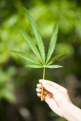 Hand holding Young leaf of marijuana.