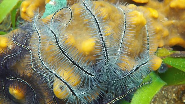 Underwater marine life, close up of tentacles of sponge brittle star, Ophiothrix suensoni, Caribbean sea
