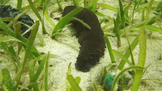Donkey dung sea cucumber underwater on the seabed in the Caribbean sea
