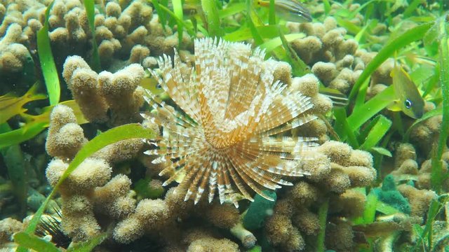 Underwater life, a Magnificent feather duster worm with finger coral and reef fish, Caribbean sea
