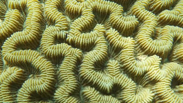 Marine life, Meandrina meandrites, maze coral close up, Caribbean sea
