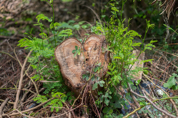 Cut tree in the forest,Covered with plants. - (Selective focus)