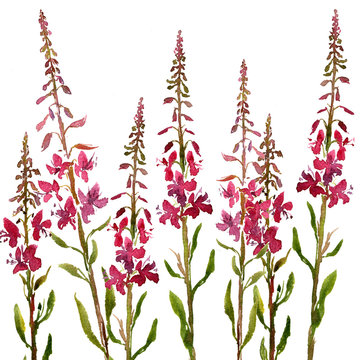 watercolor drawing flowers of willow herbs