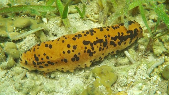 Three-rowed sea cucumber underwater on the seabed in the Caribbean sea
