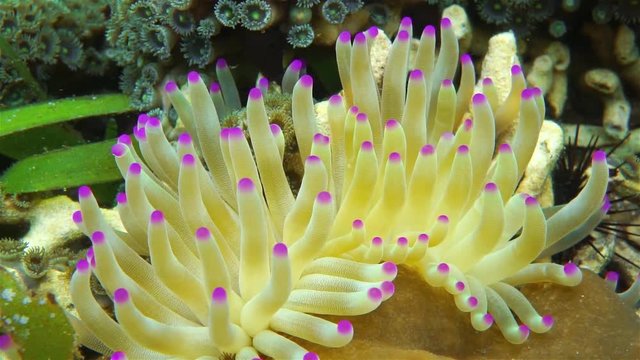 Underwater creature, tentacles of giant anemone, Condylactis gigantea, Caribbean sea
