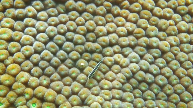 Underwater marine life, closeup of great star coral, Montastraea cavernosa, Caribbean sea, Mexico
