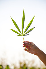 Hand holding Young leaf of marijuana.