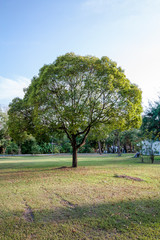 Fototapeta premium Tree
