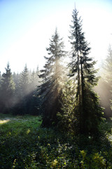 Beams of morning sunlight in a deep, dark forest