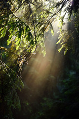 Beams of morning sunlight in a deep, dark forest