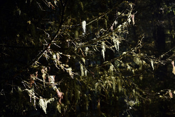 Usnea barbata, old man's beard hanging on a fir tree branch