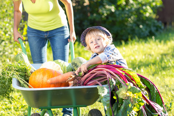Kid and mother in domestic garden. Adorable boy standing near wheelbarrow with vegetables harvest. Healthy organic fod for children.