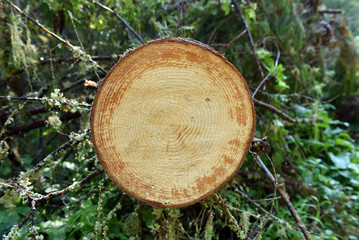 Environmetal concept, illegal deforestation. Freshly cut pine tr