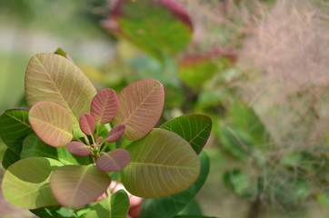 Bush close up of leaves