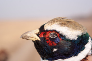 Head of dead pheasant