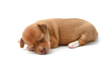 cute chihuahua puppies lying on white background